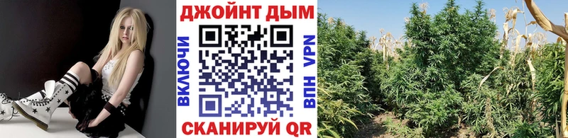 Конопля OG Kush  Купить закладки  Онега 